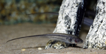 Glass knifefish on bottom